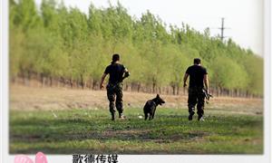 工作犬微电影导演手记